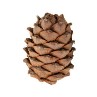 Cedarwood