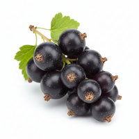 Black currant