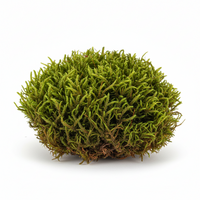 Oakmoss
