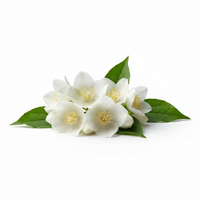 Jasmine