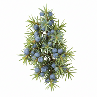 Juniper
