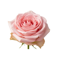 Pink Rose